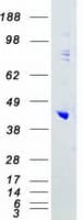 Human MAPK13 / p38delta Protein (Recombinant Myc-DDK (Flag))