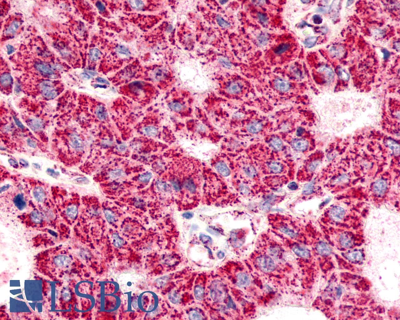 PathPlus™ ADGRG6 / GPR126 Antibody (C-Terminus)