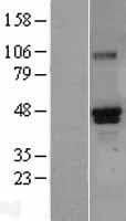 RUNX3 Protein (Over-Expression Lysate Myc-DDK (Flag))