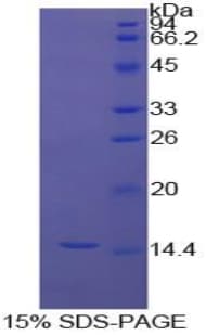Bovine INHBA / Inhibin Beta A Protein (Recombinant His)