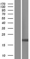 NDUFB11 Protein (Over-Expression Lysate Myc-DDK (Flag))