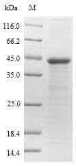 Arabidopsis thaliana OSM34 Protein (Recombinant 10His-SUMO, N-terminus + Myc, C-terminus)