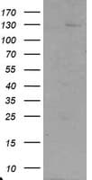 USP36 Antibody (clone OTI9F5)
