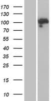Human Mineralocorticoid Receptor Protein (Over-Expression Lysate Myc-DDK (Flag))