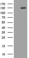 PRTG Antibody (clone OTI2B3)