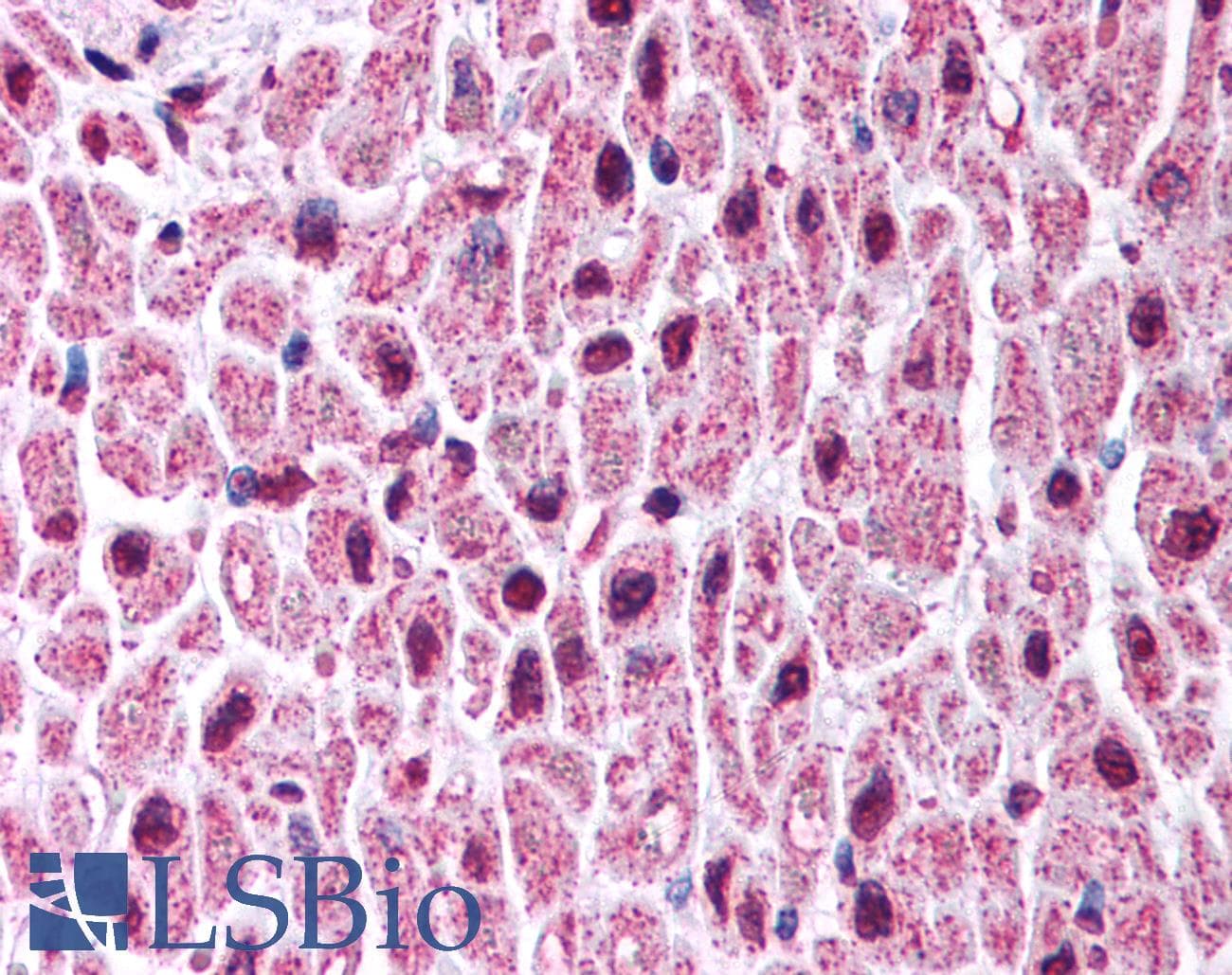 KCNA7 / Kv1.7 Antibody (C-Terminus)