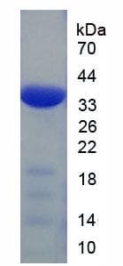 Mouse IL23A / IL-23 p19 Protein (Recombinant His-SUMO, N-terminus)