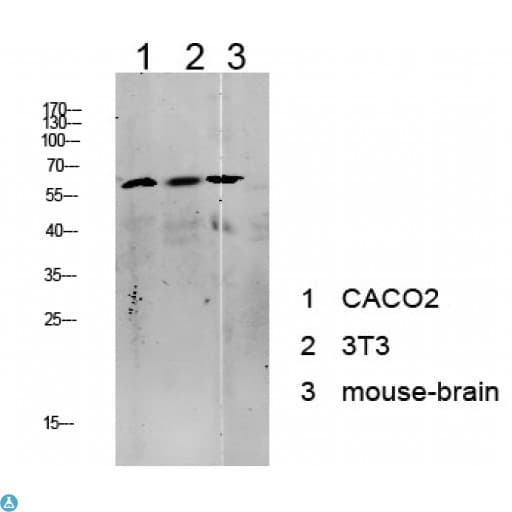 KAT5 / TIP60 Antibody
