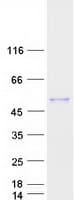 Human GIF / Intrinsic Factor Protein (Recombinant Myc-DDK (Flag))