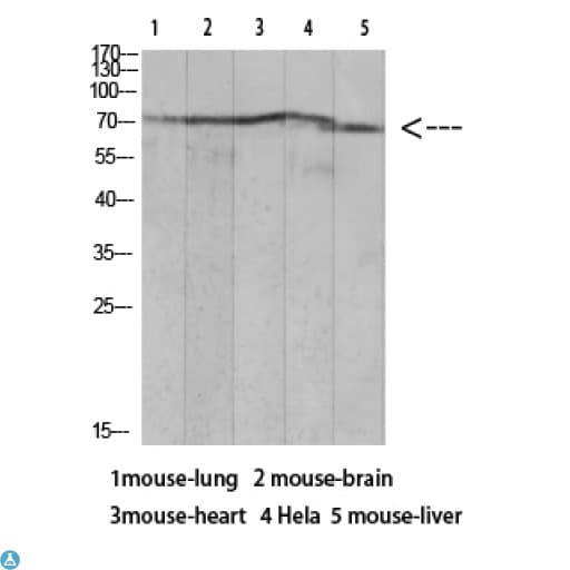 Polyclonal Rabbit anti-Human XRCC6 / Ku70 Antibody (WB)
