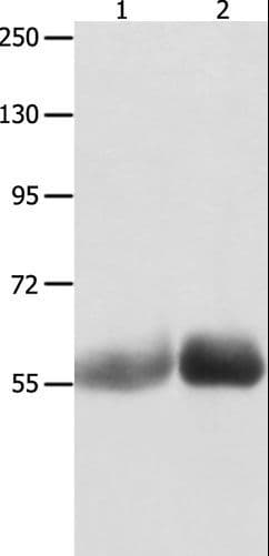 MUTYH / MYH Antibody