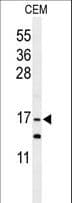 GMFG Antibody (aa101-131)