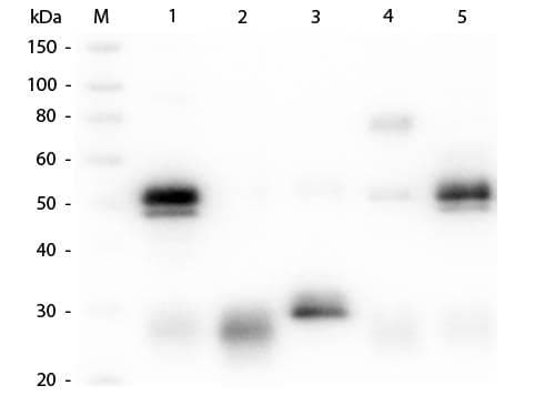 Goat Anti-Rabbit IgG Secondary Antibody (FITC)