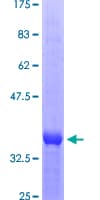 Human GRN / Granulin Protein (Recombinant GST, N-terminus)