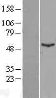 IFIT1 / ISG56 Protein (Over-Expression Lysate Myc-DDK (Flag))
