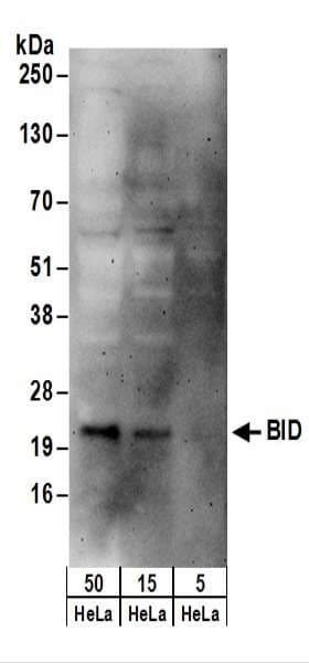 BID Antibody (aa120-180)