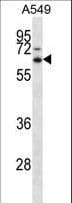 ZSCAN22 Antibody (aa198-227)