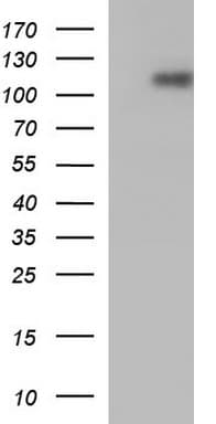 ICAM3 / CD50 Antibody (clone OTI4G8)