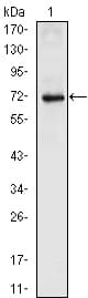 nkx2.5 Antibody (clone 20)