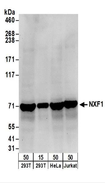 NXF1 / TAP Antibody (aa75-125)