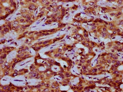 PEX11A Antibody
