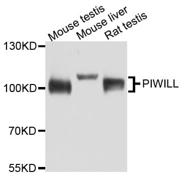 PIWIL1 / PIWI Antibody