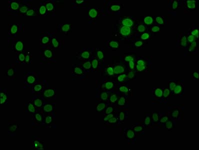 H1F0 Antibody