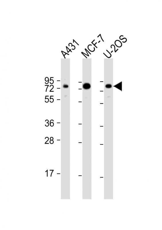 BAG3 / BAG-3 Antibody (aa31-62)