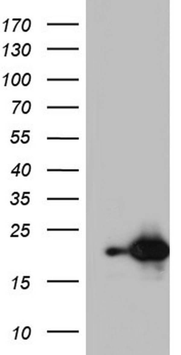 NUDT10 Antibody (clone OTI2G8)