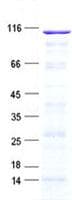 Human PDZD4 Protein (Recombinant His, N-Terminal)