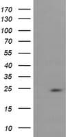 RAB37 Antibody (clone OTI2D1)