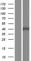 MBIP Protein (Over-Expression Lysate Myc-DDK (Flag))