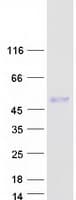 Human PDLIM7 / Enigma Protein (Recombinant Myc-DDK (Flag))