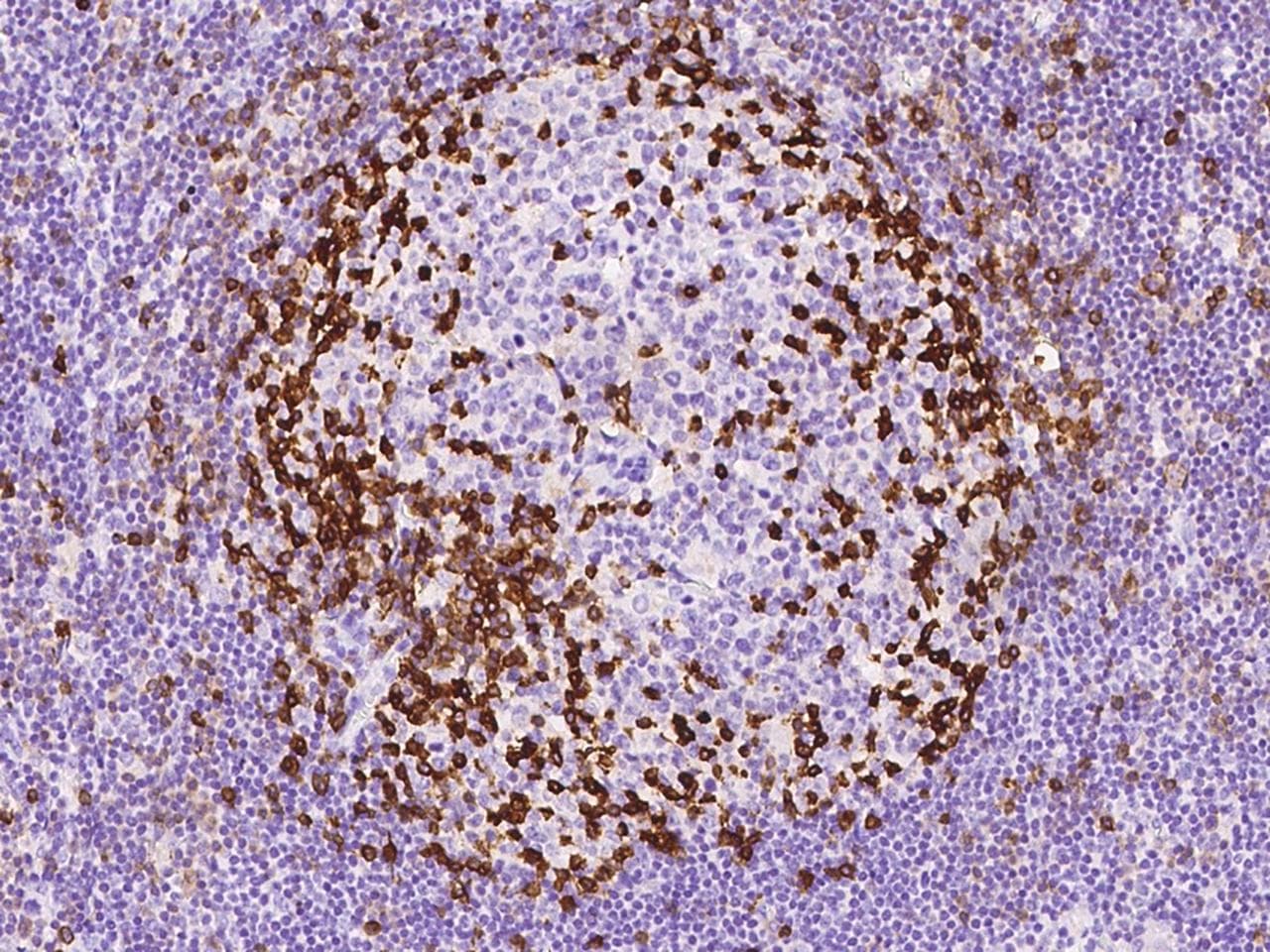 Monoclonal Mouse anti-Human PDCD1 / CD279 / PD-1 Antibody (clone 23, Preservative Free, IHC)