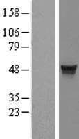 ITFG2 Protein (Over-Expression Lysate Myc-DDK (Flag))