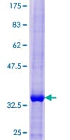 Human CCL26 / Eotaxin 3 Protein (Recombinant GST)