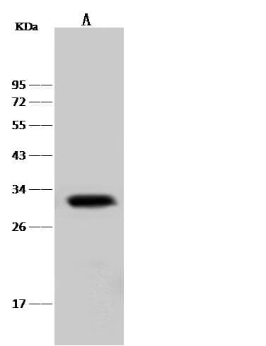 MCL1 / MCL 1 Antibody (Preservative Free)