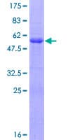 Human CD99 Protein (Recombinant GST)