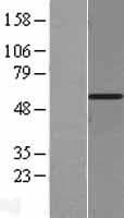 EIF3E Protein (Over-Expression Lysate Myc-DDK (Flag))