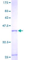 Human RPL36A / Ribosomal Protein L36 (Recombinant GST)