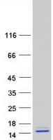 Human Peptide YY / PYY Protein (Recombinant Myc-DDK (Flag))