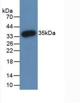 PADI3 Antibody (clone C16)