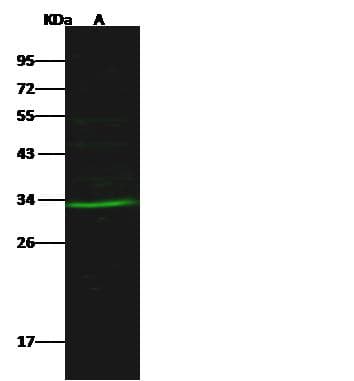 SBDS Antibody (Preservative Free)