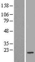 BAD Protein (Over-Expression Lysate Myc-DDK (Flag))
