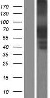 PTPN5 / STEP Protein (Over-Expression Lysate Myc-DDK (Flag))