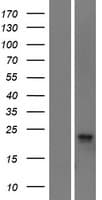 DM4E3 / C11orf24 Protein (Over-Expression Lysate Myc-DDK (Flag))