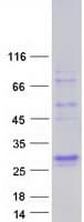 Human SFTPA1 / Surfactant Protein A (Recombinant Myc-DDK (Flag))