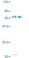 Human BMI1 / PCGF4 Protein (Recombinant GST)