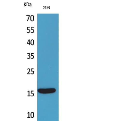PSPN / Persephin Antibody (101-150 aa, C-terminal)