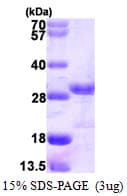 Human JUN / c-Jun Protein (Recombinant His)